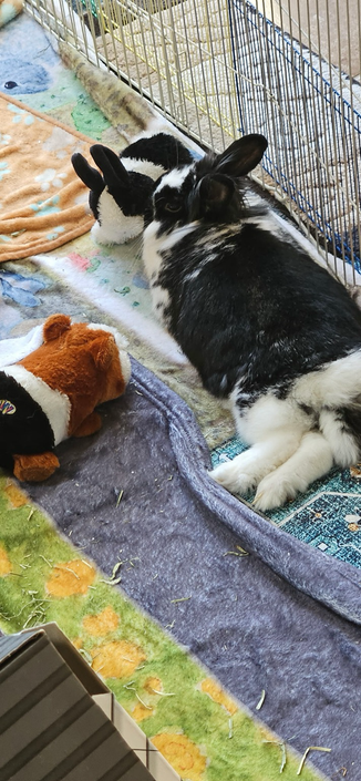 Bunny rests next to a small Dutch stuffie bunny. Her Guinea stuffie is nearby facing her, too.