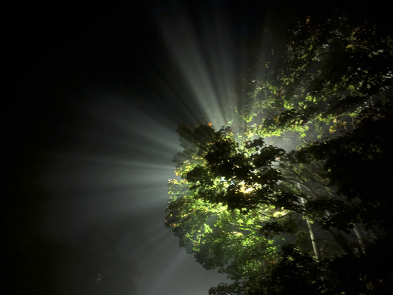 rays of light emanate through the fog and into the darkness from a maple tree that has grown branches all around a street light outside my house.