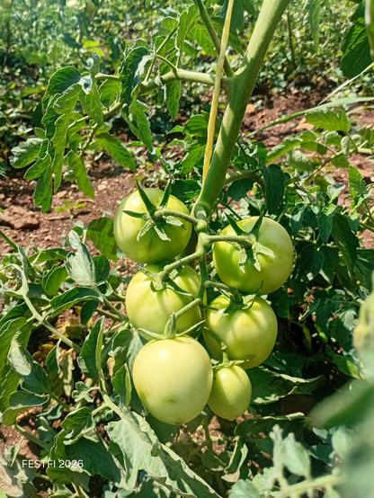 Premature organically grown tomatoes before harvesting.