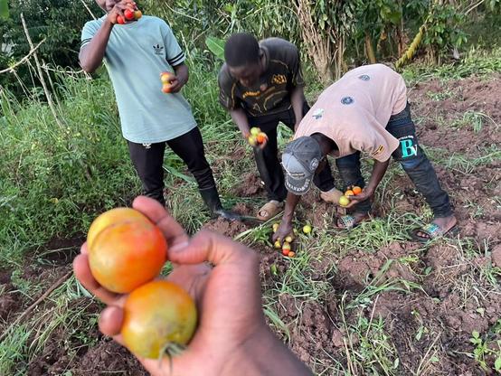 Tomatoes harvested by the young farmers from Fill the Empty Stomachs Farming Initiative.