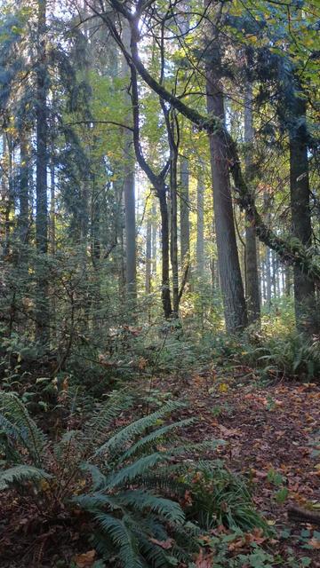 Dead leaves cover the ground between sword ferns. A variety of trees reach upward to filter the light falling from above.