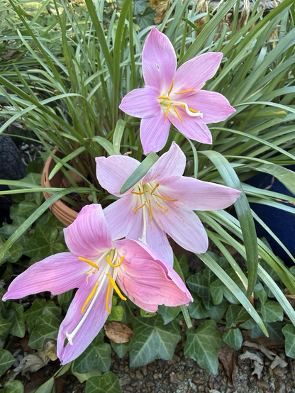 Photo of one of our potted rain lilies, with three gorgeous light pink blooms with centered by long yellow and orange stamen.