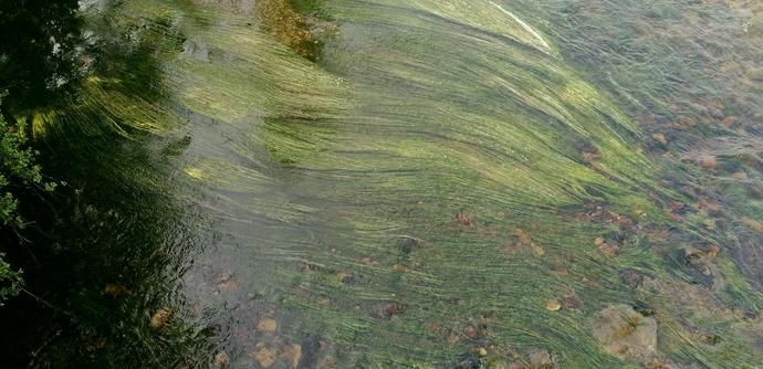 Im Flusswasser schwimmen viele grüne Algen, die wie lange Haare  aussehen, die glatt gekämmt im Wasser liegen.