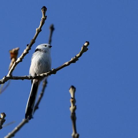 A small white fluffy bird with a very long dark tail, a small black beak and a dark peppercorn eye is perched on a naked branch, the sky in the background is very blue.