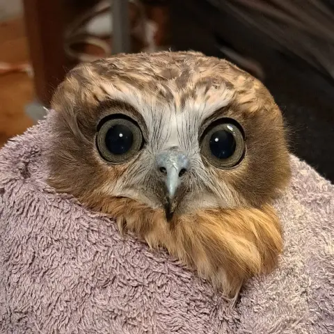 It's a close up of an Australian Boobook, cloaked in a pale mauve towel. She looks square at camera with an expression of shock common for her species, with eyes dark grey-green like moonlit eucalyptus leaves. Brown and caramel feathers coat her head, with a white mask between the eyes shaped like an X, or silhouette of a polar bear rug, except instead of the head of a bear it's the beak of an owl. If anything, it looks like the head of a 17th century plague doctor with bird nostrils for eyes. Beyond that particular detail, the owl is really cute.