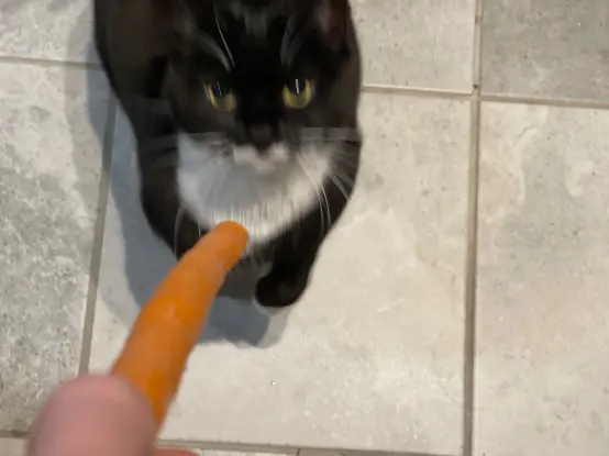 me pointing a carrot at nia while she's mid-run. she's glaring furiously at the vegetable