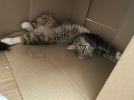 Nova is floppd upside down and twisted in her box