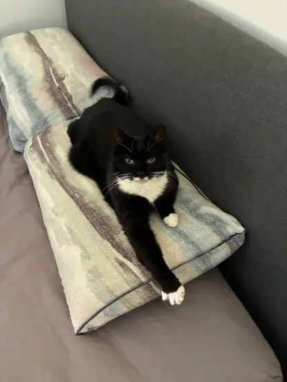 nia still on the pillow in slug mode but now she's sitting up a bit with a paw stretched out