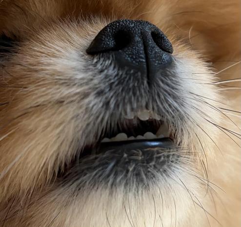 A closeup of a Pomeranian’s slightly open mouth, his teeth barely visible