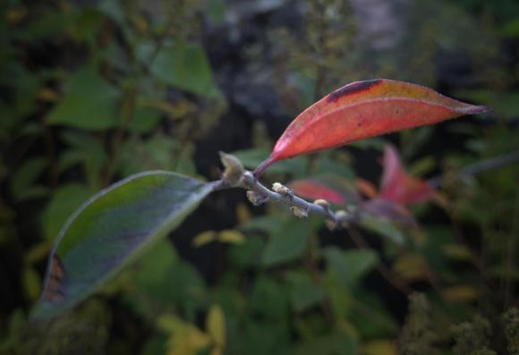 A branch of a shrub with just two oblong leaves remaining at the top, one of which is red and the other green