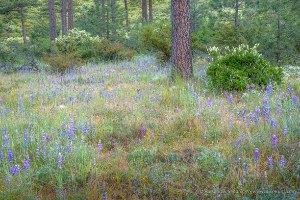 A color photo showing a forest clearing in spring. Many purple-flowering lupines cover the ground in the immediate foreground. Further back, white-flowering shrubs mix with the tall trunks of pine trees. The light is soft and even.