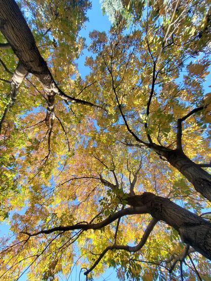 A view looking straight up into two ash trees. The trees are turning colors for the season. The lower leaves on the outside are still slightly green while most of the leaves are gold. The leaves around the top of the tree are orange. This makes a beautiful gradient from green to gold to orange from the outside to the center of the image. Behind the trees is beautiful clear blue sky