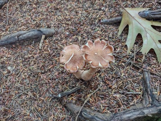 A pair of brown mushrooms with cream undersides and stems. The edges of the cap are curling up and splitting making it look like a flower with petals.