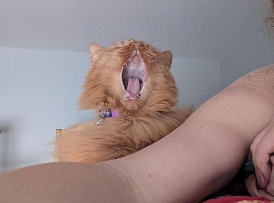 A ginger tabby medium hair cat, Marty B, yawning with his nose in the air behind a pale freckled arm on colourful bedsheets