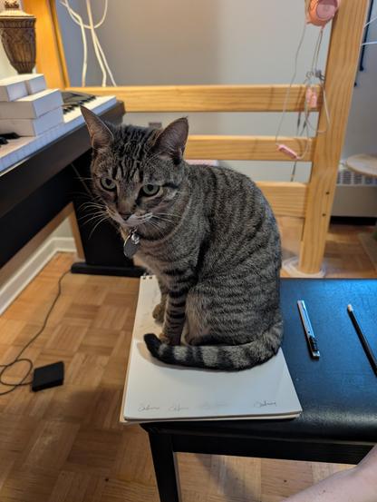 A grey tabby cat, Willow, sitting on a sketch pad on a piano bench, under a loft bed, in front of a piano