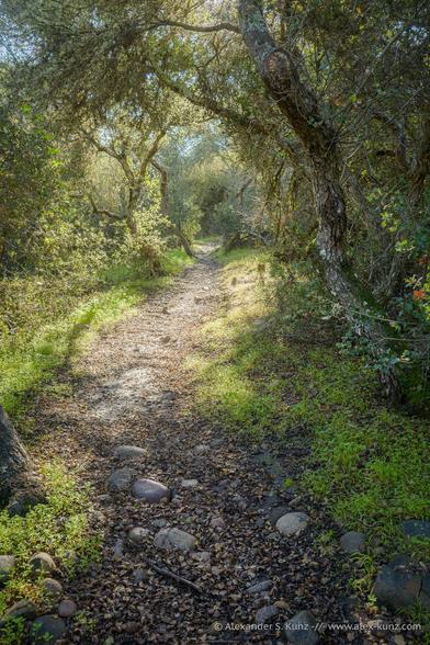 A vertical orientation color photo showing a path in old-growth chaparral (low-growing shrubs, also called an elfin forest). It is spring and the path is lined with delicate greens. The scene is backlit by the morning sun and the path, seamed with gnarly little trees, winds gently upwards.