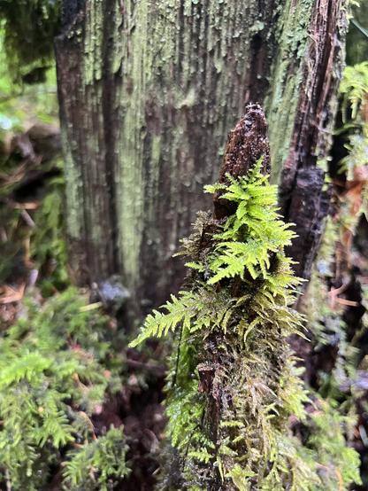 Fern-like mods on a tree stump