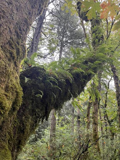 A huge maple branch with bright green ferns growing from it, and moss covering the entire trunk