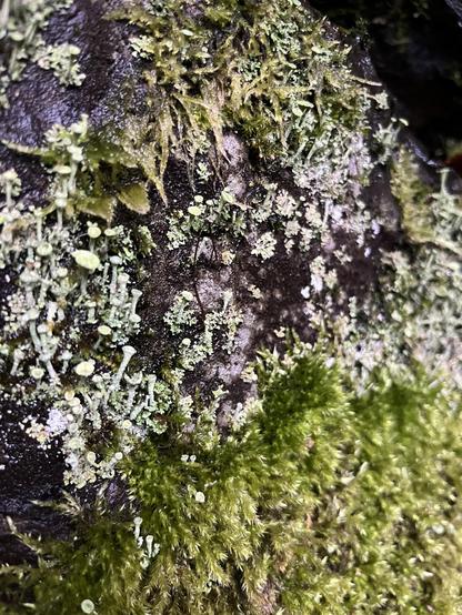 Trumpet-like lichen and some moss on a rock