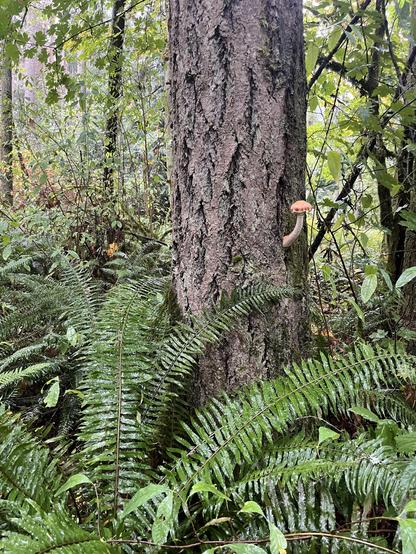 A very silly looking mushroom growing from a tree trunk in the forest. Just one mushroom growing at almost a right angle! It’s orange and white