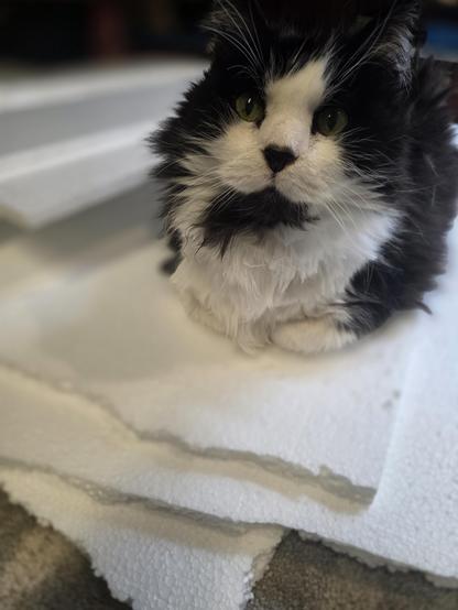 An old shaggy tabby happily sitting on polystyrene