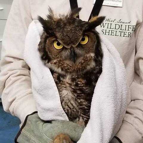An ornery Great Horned Owl is seated in a white towel on the lap of a rehabilitator wearing thick gloves and a light grey-pink top emblazoned with the West Sound wordmark. The owl's expression is the highlight, with eyebrows at perfect 45 degree angles. His pupils and irises are half moons, staring up at the photographer with immense fury like he's the lead role in The Shining. Clack Nichowlson of course. The rage is somewhat softened by an unkempt bunch of feathers flared atop his crown like the tines of a mangled spork. A highly menacing spork, but a spork nonetheless.