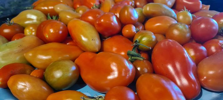 A tray of assorted tomatoes - mostly San Marzano plums and cherry ones - in various shades from yellow-green to almost red-orange.