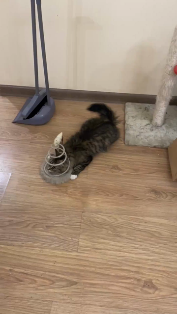 Nova laying down on the floor, with her head inside her fish on a spring toy. Then a finger appears which she decides to violently attack, so she jumps out of the fish toy and onto the finger
