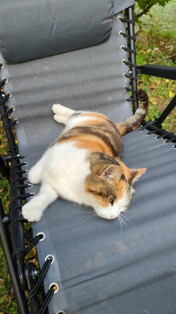 Close photo of a tricolor cat lying stretched on gray garden armchair. Cat's head is closest to camera and from this angle its boody looks like oval tube with funnily small paws. Gray and orange parts od fur seems pale in that light.