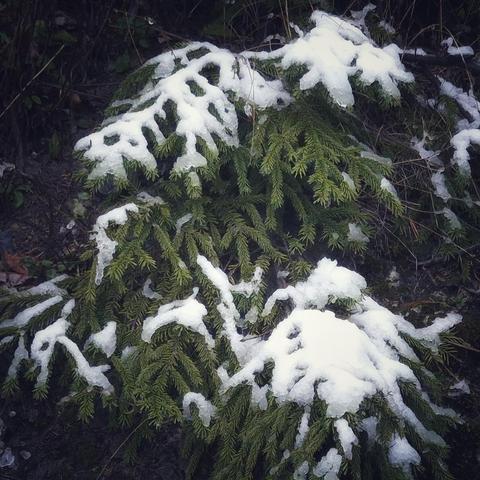 Pine branches covered in very wet snow