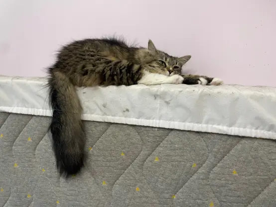 Nova is flopped on top of her mattress standing next to a wall in a weird way. All of her paws/legs are pointing forward, she's using one of her legs as a pillow, while her tail is hanging down
