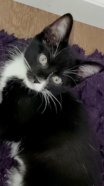A black and white tuxedo kitten looks up at the camera with her yellow eyes. She has very full whiskers and eyebrows that are bright white against her mostly black face. She's laying on a purple rug.