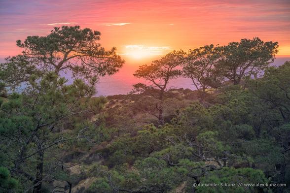 A color photo showing a coastal landscape just as the sun sets. In the foreground are pine trees. The sky with high clouds has taken on intensively red and orange colors.