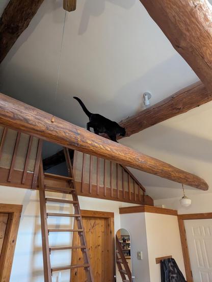 A black cat walking across a wooden beam about 12 feet (3.5+ meters) off the ground.