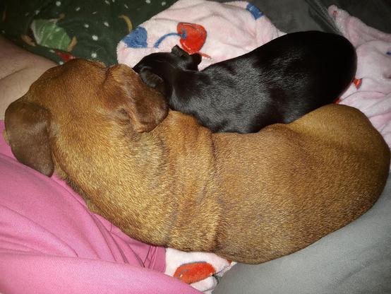 2 dachshunds, Bucky and Gertie, are laying in crescent shape, Bucky being the big crescent to Gertie's small crescent. Bucky is a senior red dachshund, and Gertie is a small black and tan dachshund.