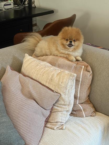 A Pomeranian sitting on top of a pile of pillows on a couch
