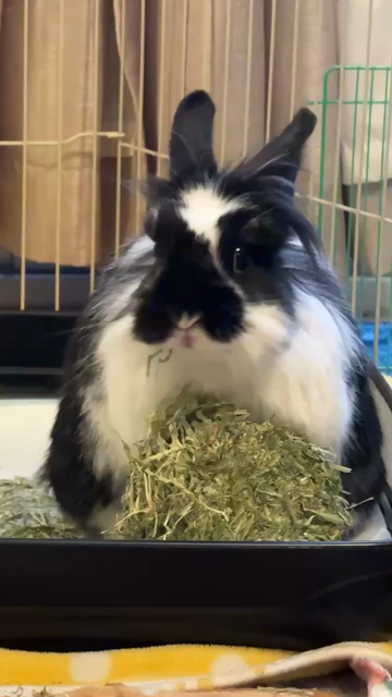 Bunny munches on hay. Hair is quite askew.