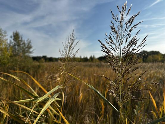 Autumn colours across a cast field of reeds at the edge of the swamp. A few tall stalks show seed heads in the foreground.