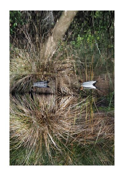 A landscape oriented photo of two ducks paddling in a pond with long grasses on the edge of the pond. The original image has been inverted, thus the rippled reflection of the ducks on the water are above the unrippled ducks.