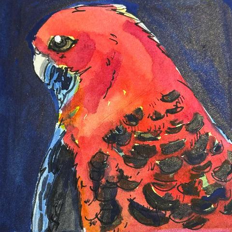Bright red bird with blue chest and black spots on the wings.