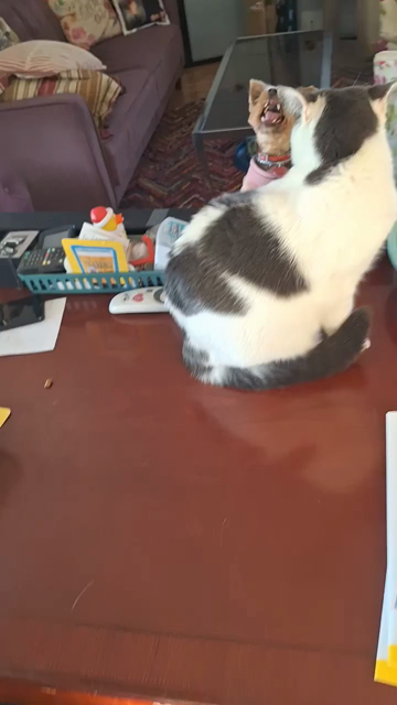 A little tiny dog is not even half the size of a white/grey cat. The cat does not know why this tiny dog has come here to her home. The dog brought toys and food and a bed and it emits strange sharp sounds.