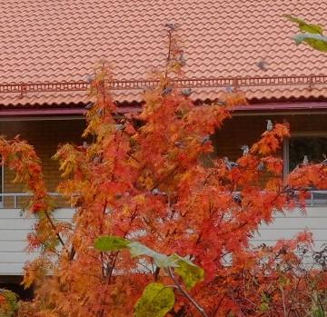 Many Bohemians waxwing in a rowan tree. They're not the smallest birds but also not big. They appear grey in the photo but are actually very pretty with bold colors on their heads and tails. It's an overcast autumn day.