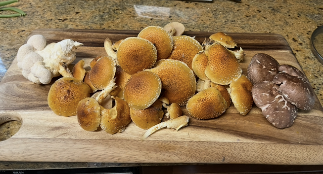 A pile of mostly orange shaggy mushrooms with a few white knobby and brown mushrooms.