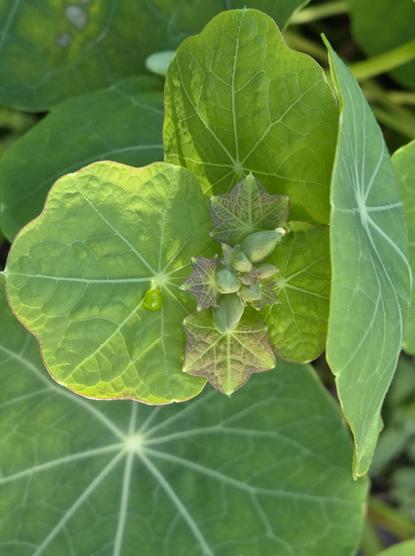 Geometric structures of the green leaves of a Nasturtium planlt and the tiny end of a vine.