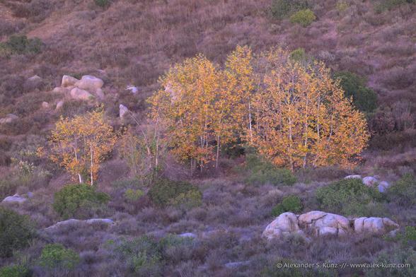 Color photo of a sage scrub hillside with a group of sycamore trees and a few large granitic boulders. The leaves of trees have turned orange and yellow. The scene is indirectly lit by the soft last light after sunset.

Location: Rancho Bernardo, San Diego County, California.