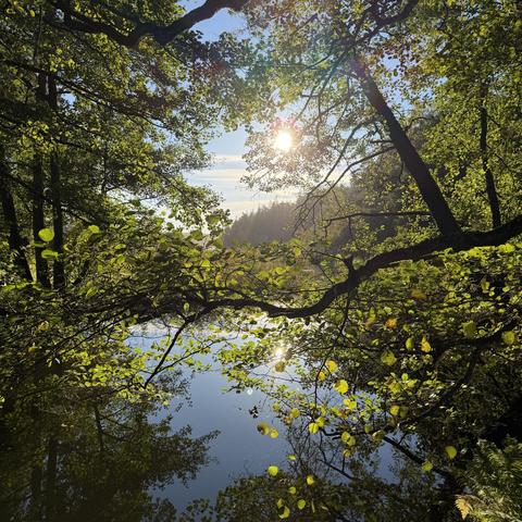 Sun shining through green foliage streching over water, in the background a blue sky, a few clouds and a little bit of a fir forest.