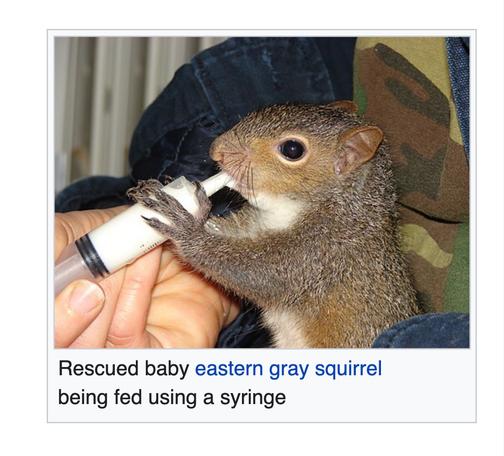 rescued baby eastern gray squirrel being fed using a syringe
