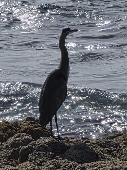 Great heron standing on seashore rocks, looking out to sea. The photo is contre jour, so he is silhouetted against the somewhat choppy ocean that has sunlight sparkles on the breaking side of the waves.