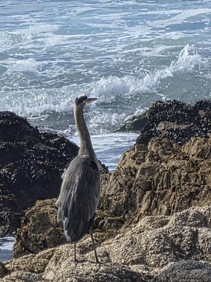 Same bird and scene as in the prior shit, but i had moved around to get him in the sunlight. To be honest, I think the silhouette version is more impressive. HUGE bird. Taller than a grown man.
There is a wave breaking in this background.