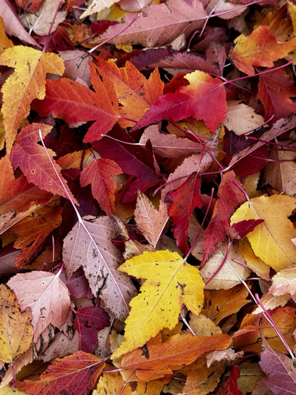 Multicolour maple leaves cover the ground